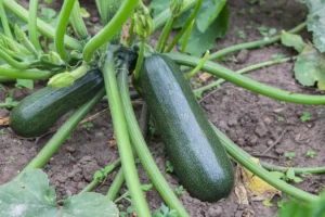 Guide complet du plant de courgette : de la graine à la récolte