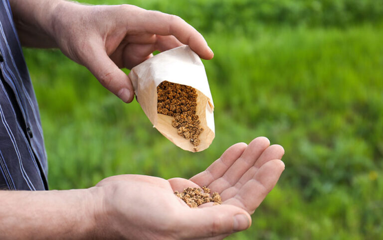 Où acheter ses graines sur internet : guide complet des sites fiables