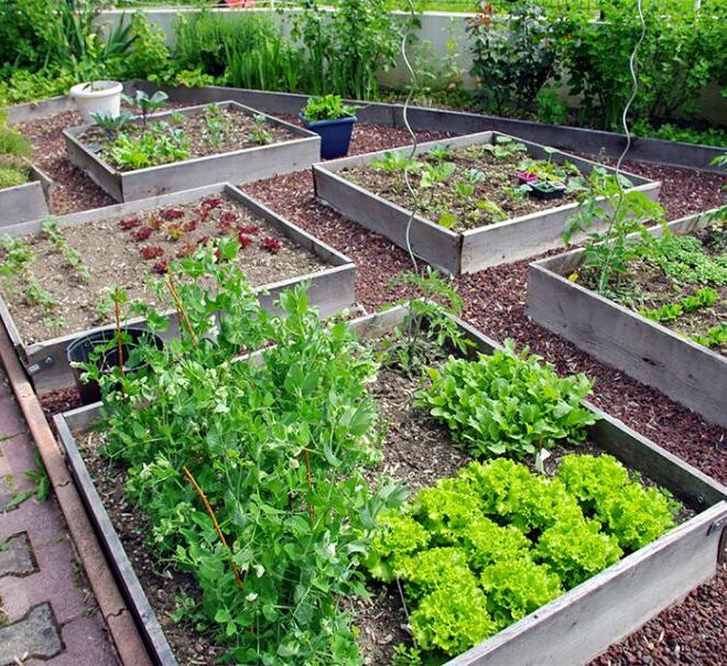 Légumes à semer en février en pleine terre dans le sud de la France