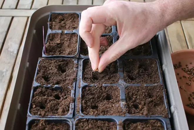 Quels semis faire en mars ? Guide complet pour le potager et le jardin d’ornement