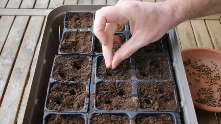 Quels semis faire en mars ? Guide complet pour le potager et le jardin d’ornement