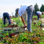 Quels plantations et quelle quantité pour un potager familial ? 🌱