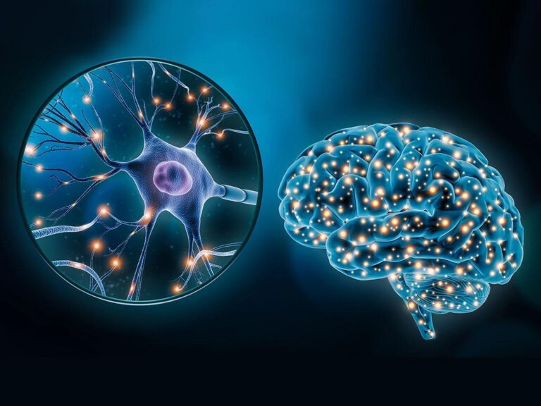 Neuroplasticité et récupération après un délire : comment rééduquer son cerveau